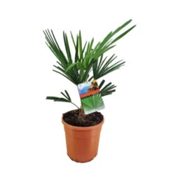 Trachycarpus Fotunei